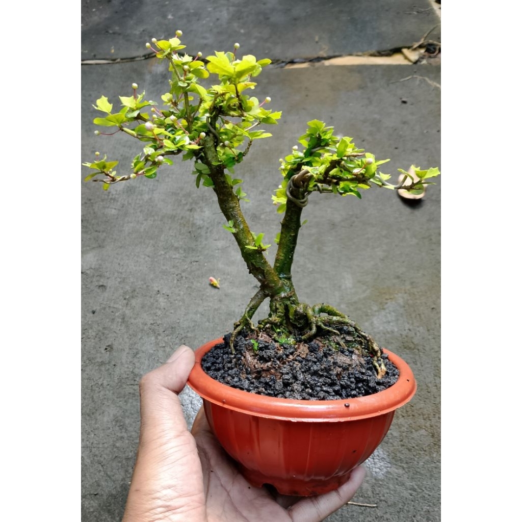 Bonsai Mirten Duri