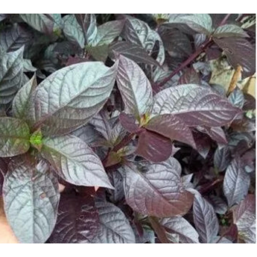 tanaman daun ungu obat ambeien/wasir