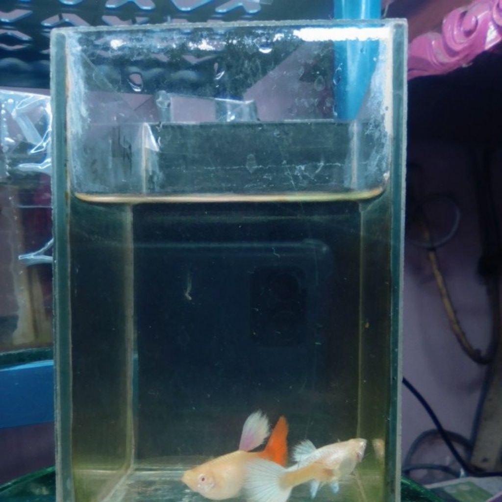 hiasan aquarium guppy betina