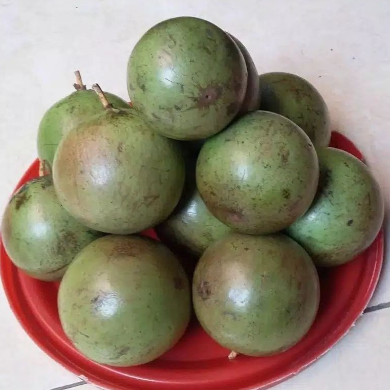 bibit kenitu varigata atau sawo durian