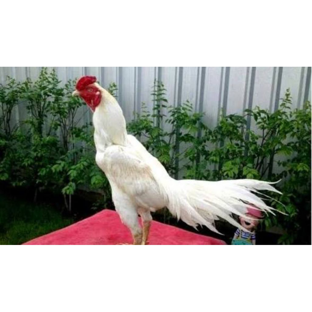 ayam Bangkok aduan. peranakan juara