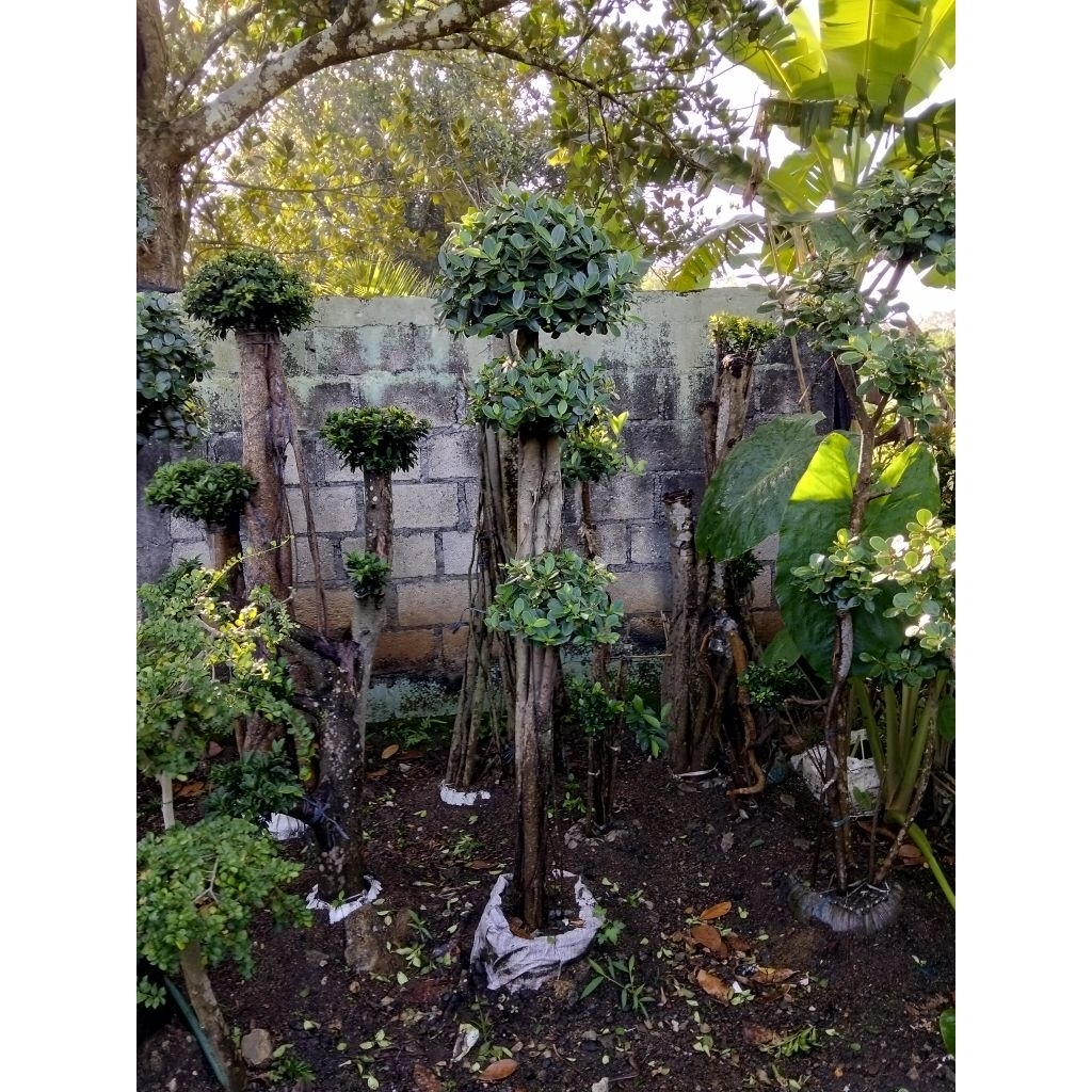 Bonsai beringin dolar Korea bonsai taman tinggi 2 meter