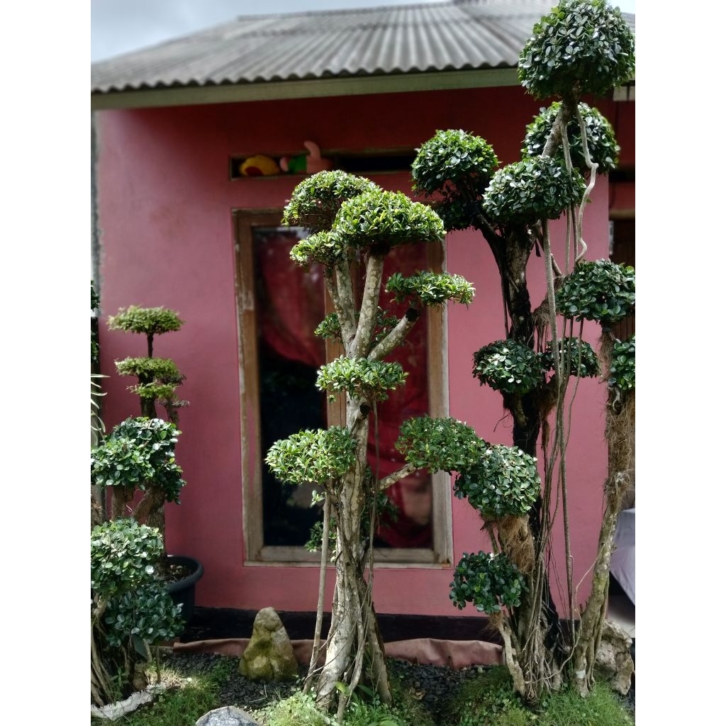 Bonsai taman beringin dolar Korea mikro bonsai taman jumbo, pohon bonsai besar,bonsai beringin besar