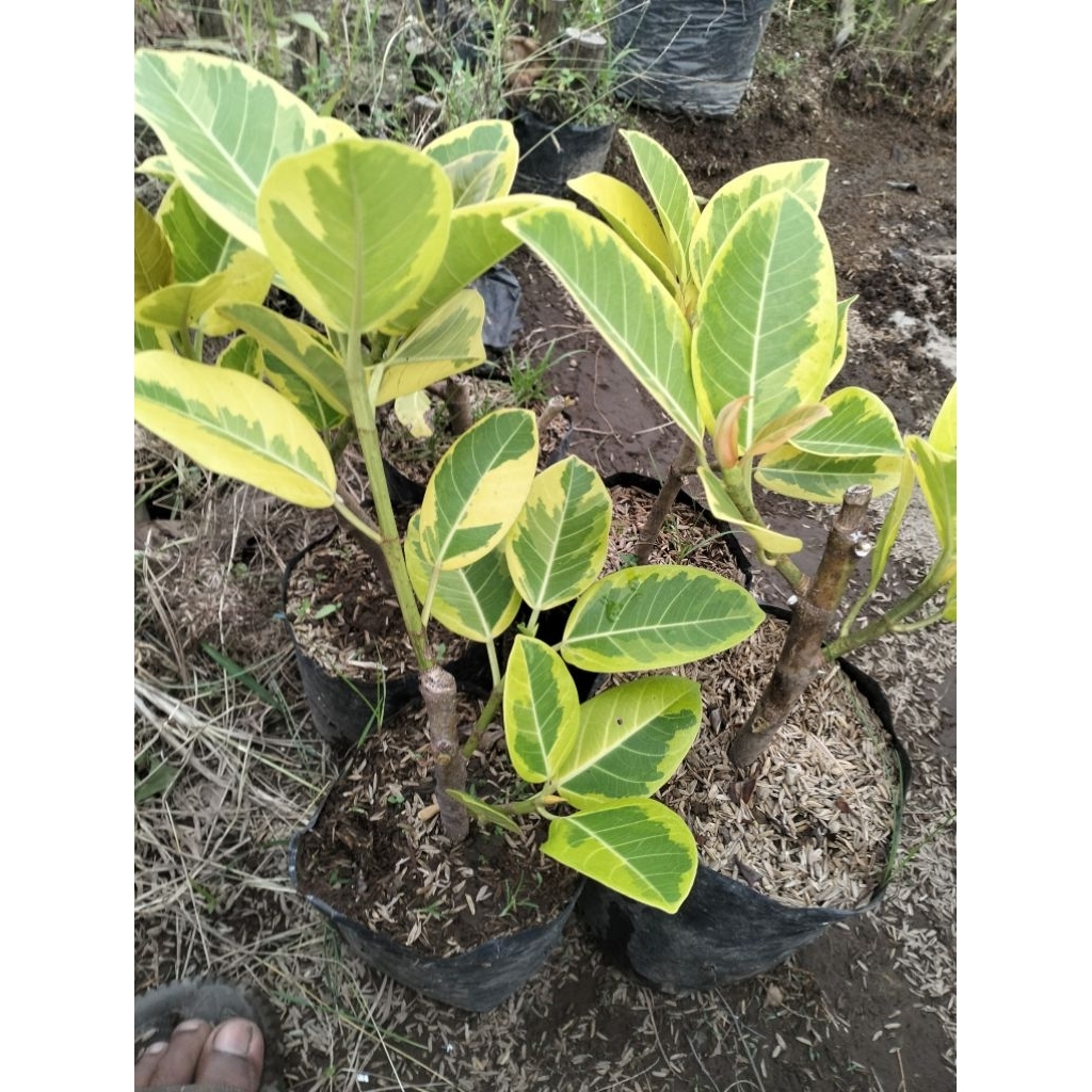 BERINGIN KARET KEBO VARIGATA KUNING