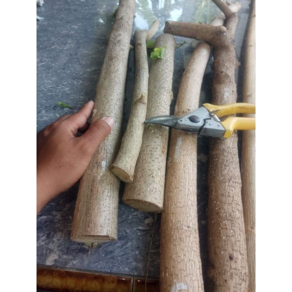 bahan bonsai curting sancang ori jumbo