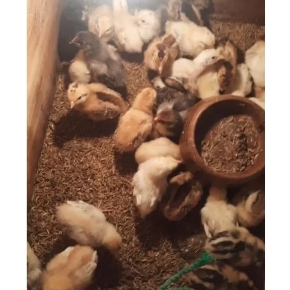 DOC ayam ELBA kampung petelur