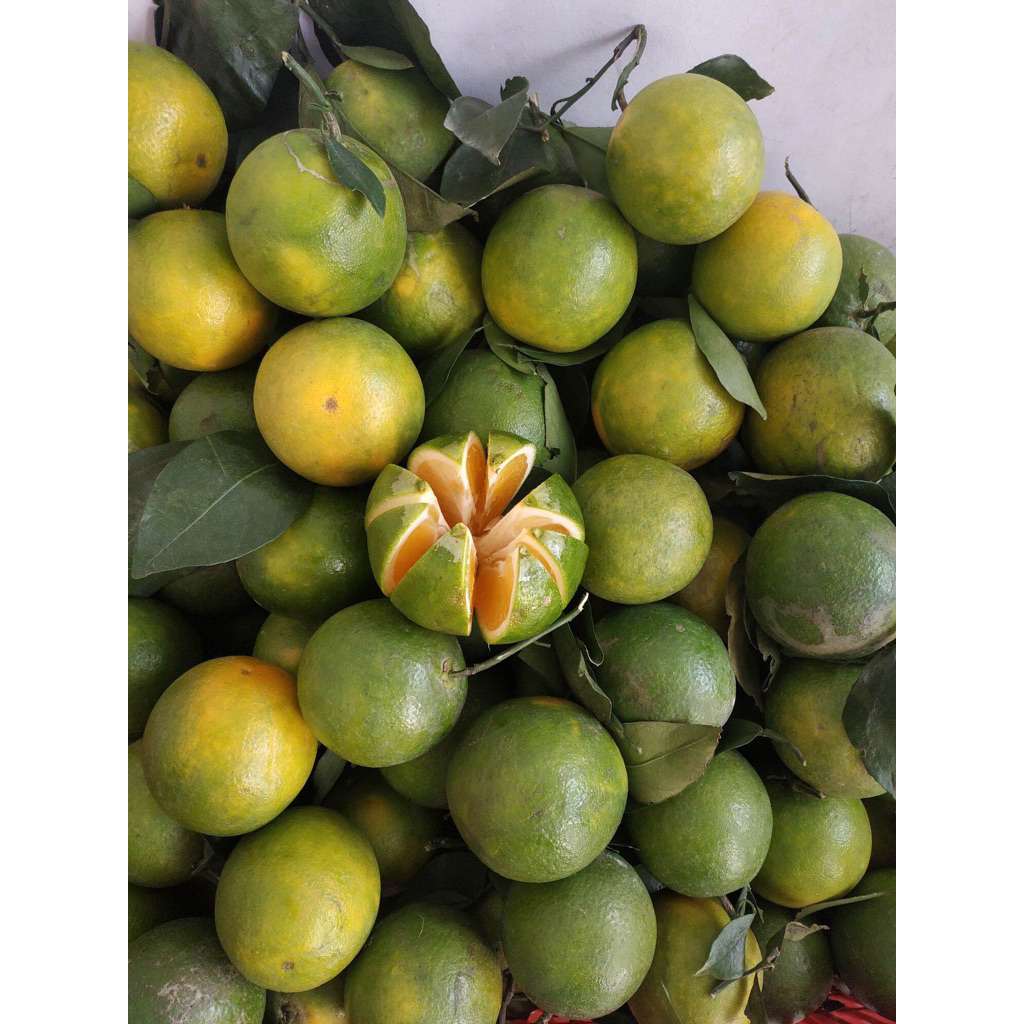Jeruk baby java/peras Malang manis 1kg