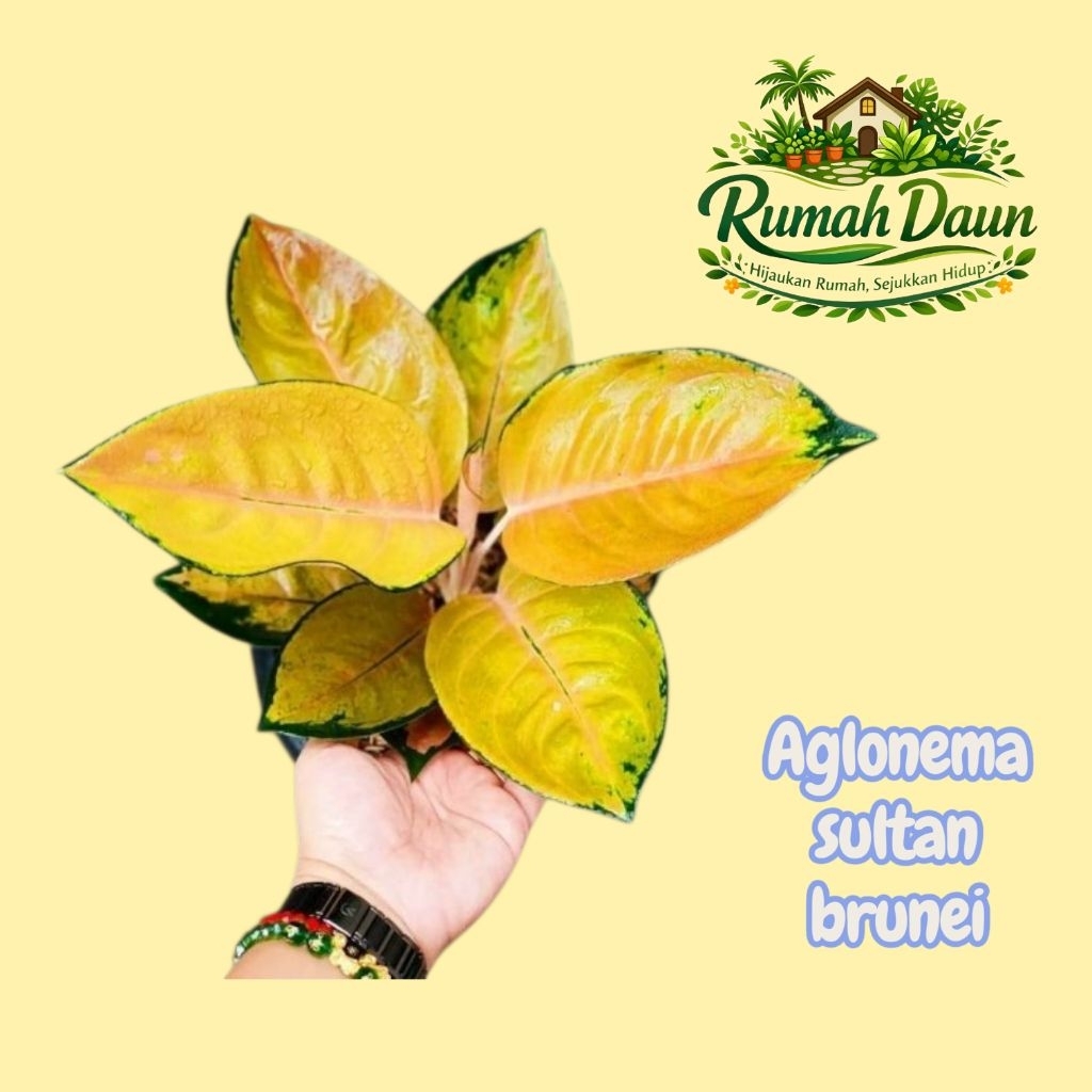 tanaman hias aglonema sultan brunei - pohon aglonema sultan brunei