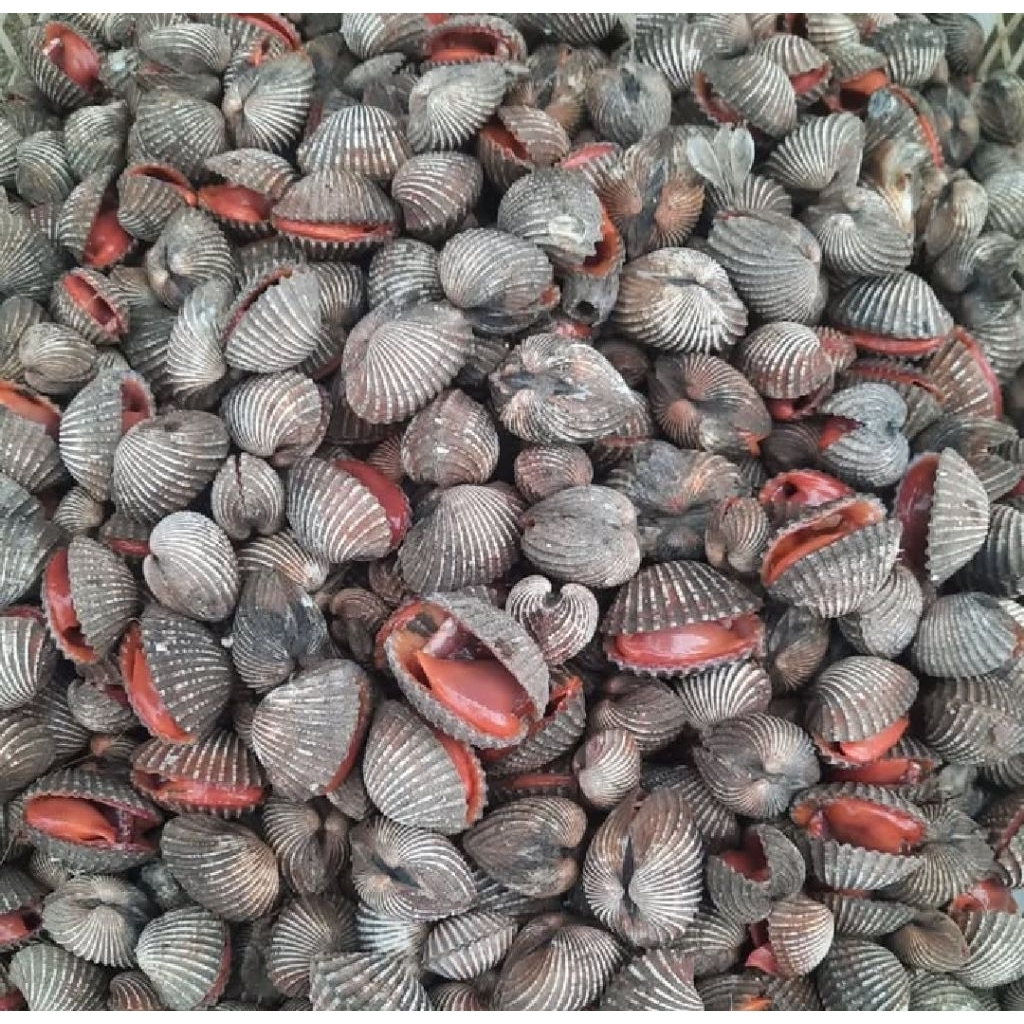 Kerang Dara/ kerang Dara segar 1 kg