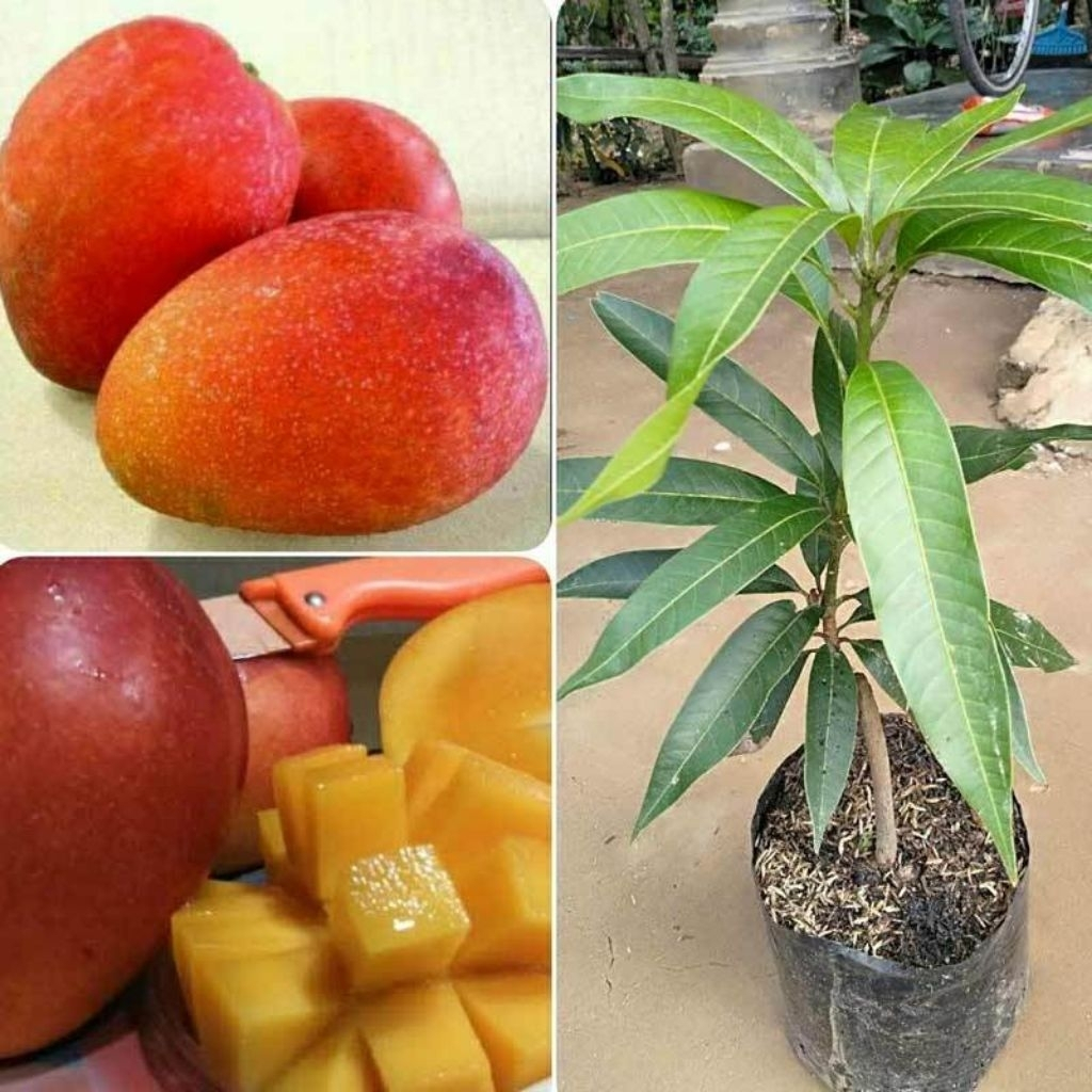 BIbt Mangga yuwen seri 6 tinggi 1 meter batang besar hasil okulasi cepat berbuah