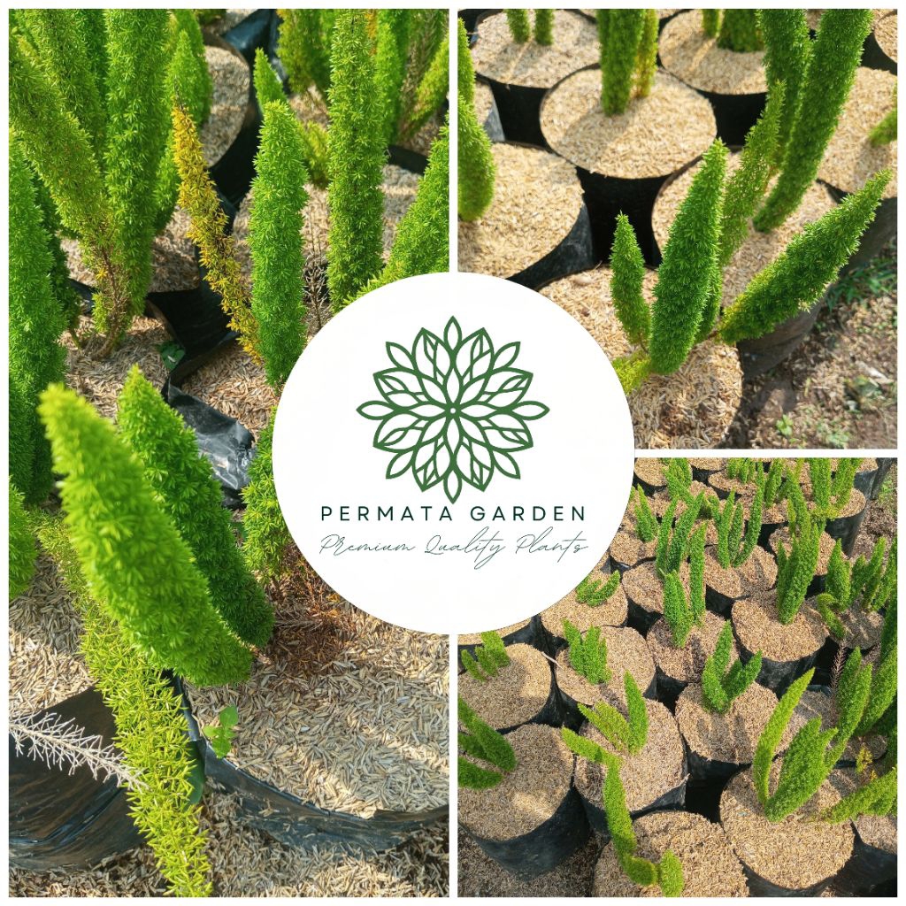 Tanaman Hias Ekor Tupai (Asparagus Densiflorus) Rimbun | Tinggi ±20 Cm Dari Akar