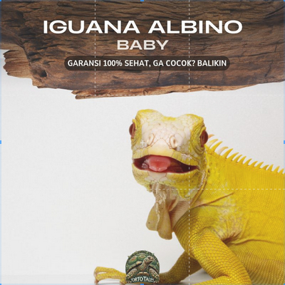 PELET IGUANA ALBINO RED ALBINO GRADE A TERNAKAN SENDIRI SEHAT RAKUS NO MINUS GARANSI