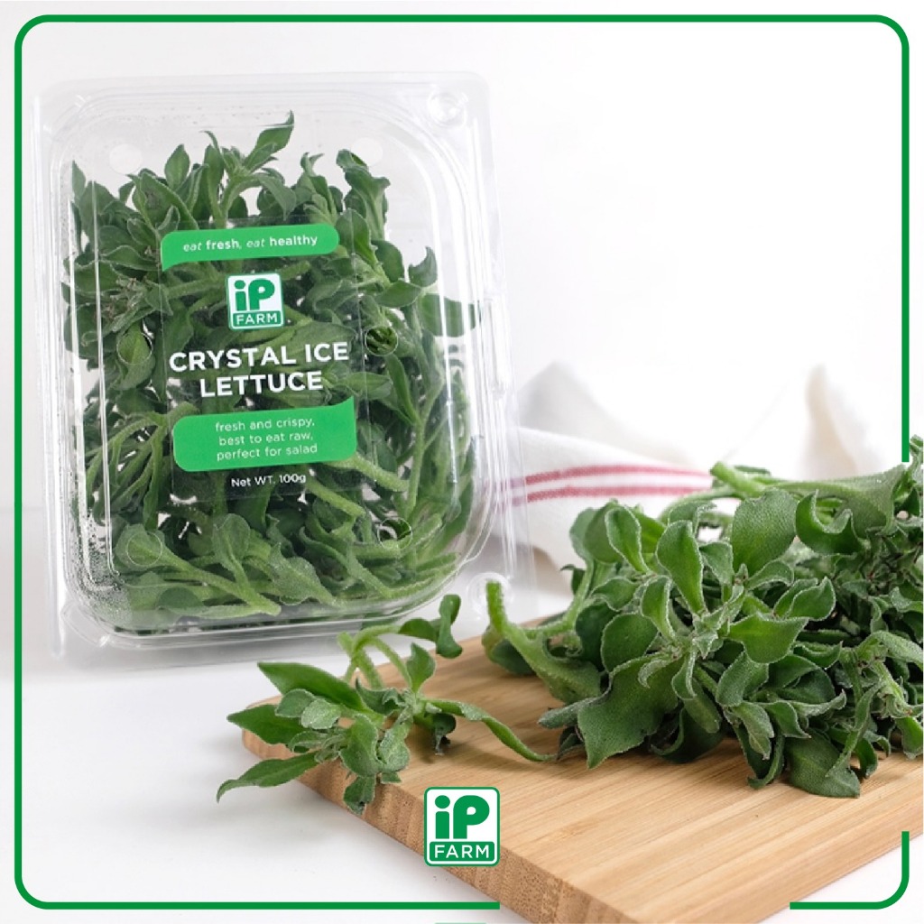 Crystal Ice Lettuce / Sayuran Segar / Campuran Salad / Selada Es