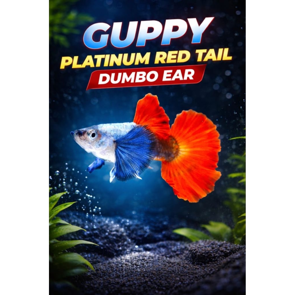 Ikan hias Guppy PRTDE grade A