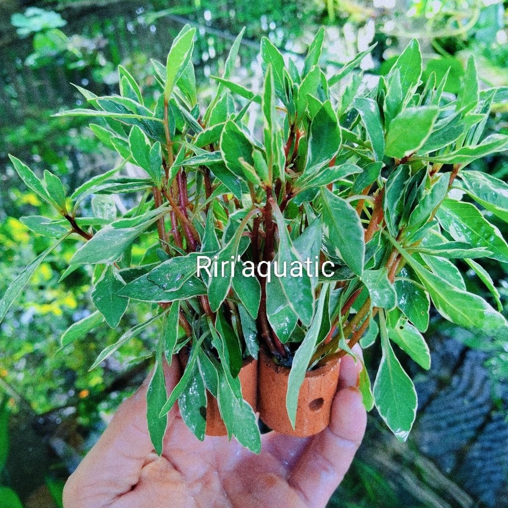 Spweet stemplen tanaman Air Aquascape Hiasan aquarium atau paludarium sudah dilengkapi dengan media 