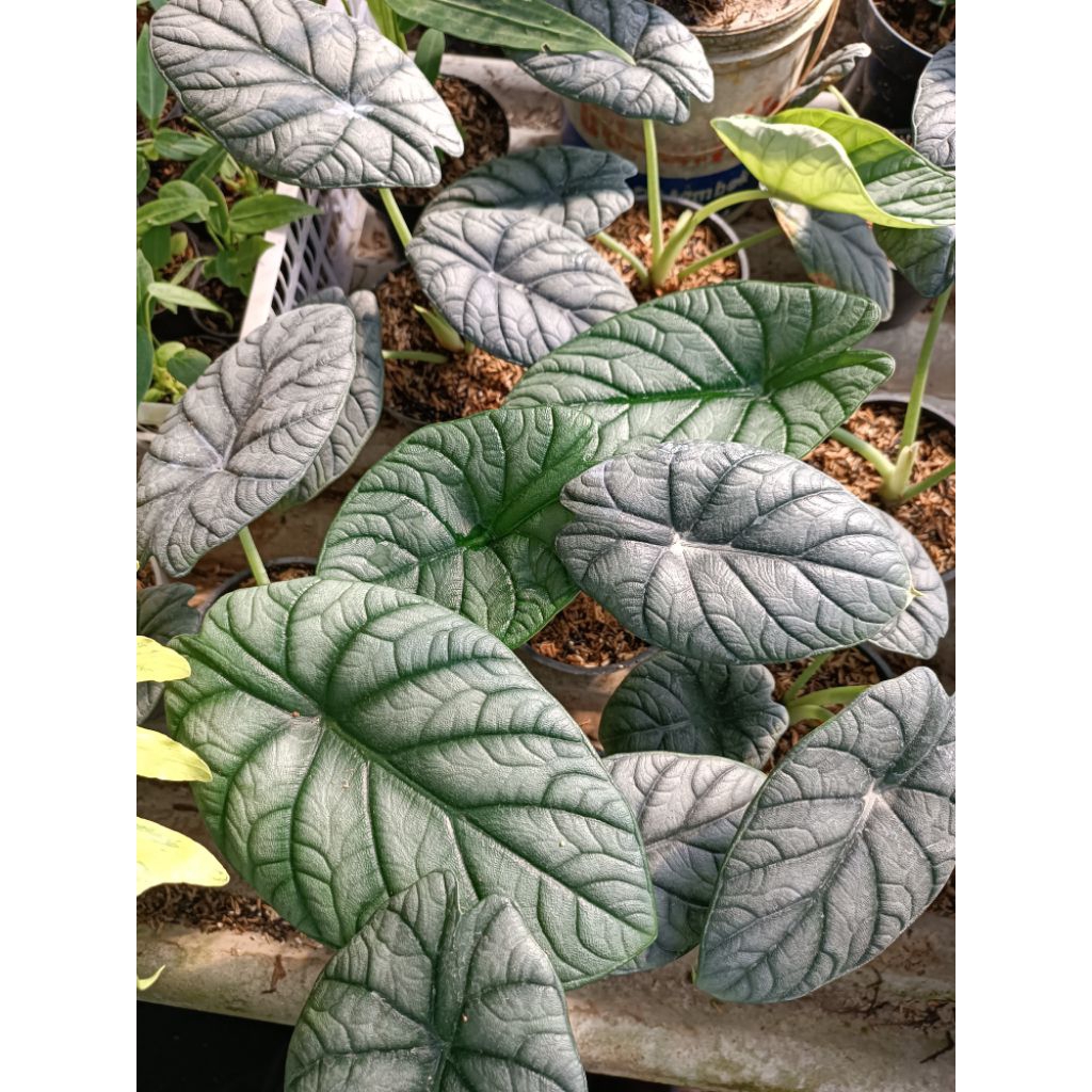 Alokasia Dragon Moon Murah
