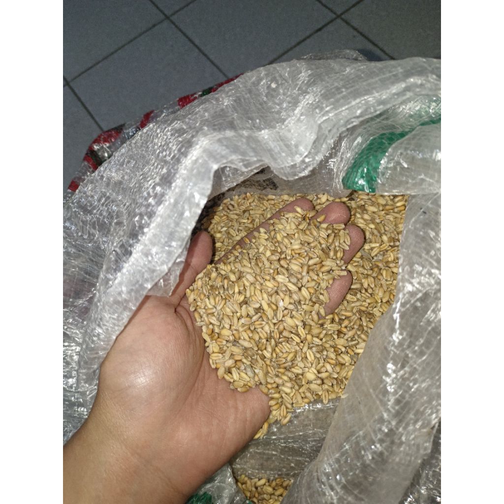 Promo Biji Gandum Utuh 1Kg