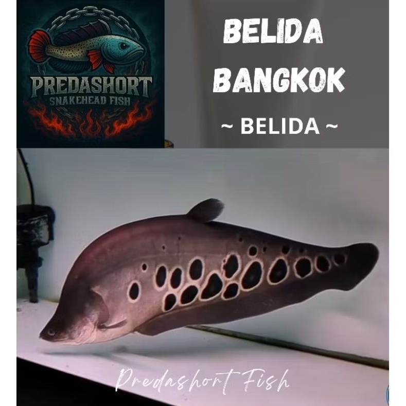 Belida bangkok bergaransi