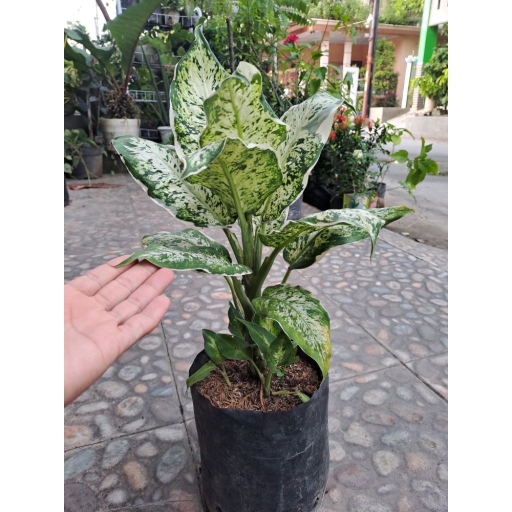 AGLONEMA DIVEN ANGGUN AYU INDUKAN