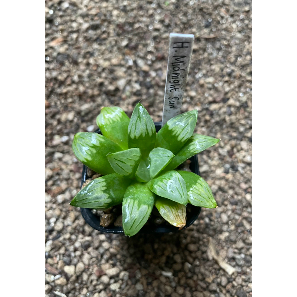 Haworthia Byakuya Midnight Sun