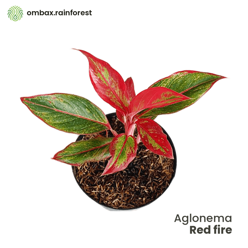 Aglaonema red fire - tanaman hias / aroid / merah / vivarium