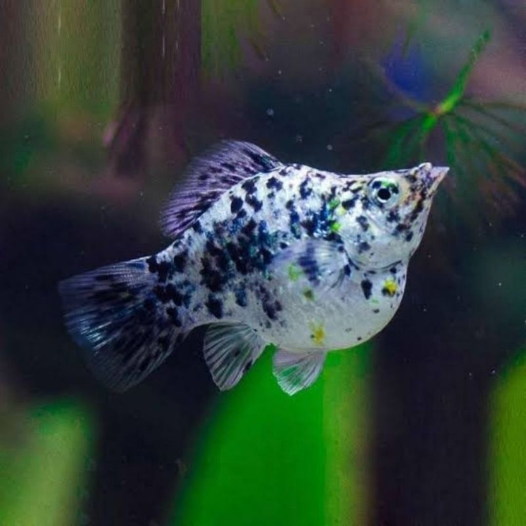 Ikan Molly Marbel Cawang Dewasa