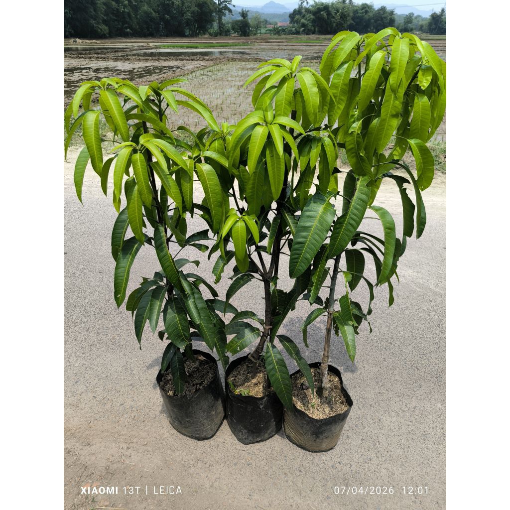 bibit mangga kiojay sambung susu/cangkok susu rimbun