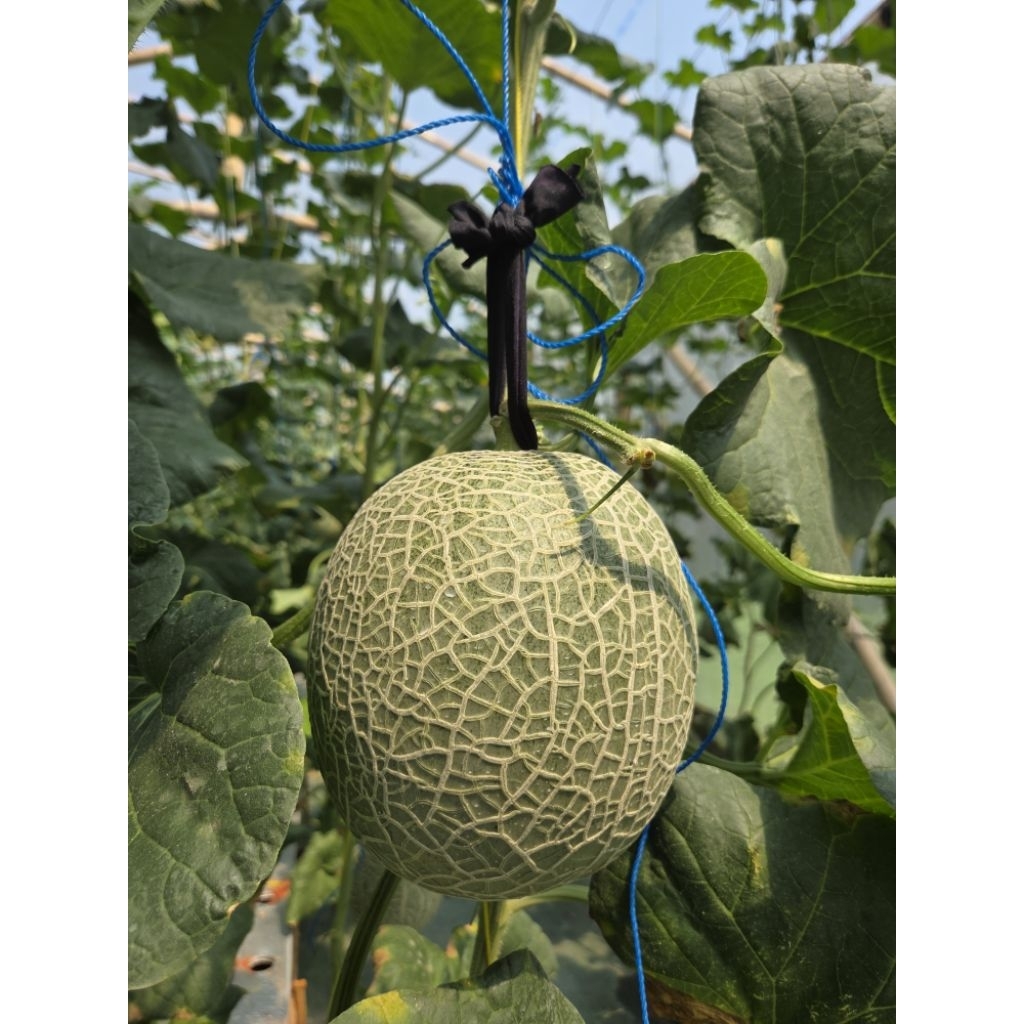Melon Premium Fujisawa Import Jepang