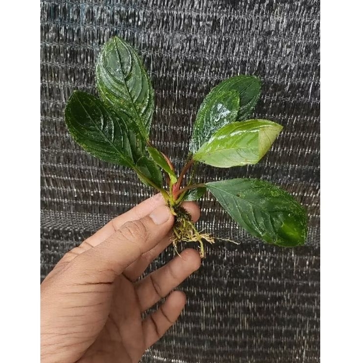 Bucephalandra Skeleton king hijau MEDIUM