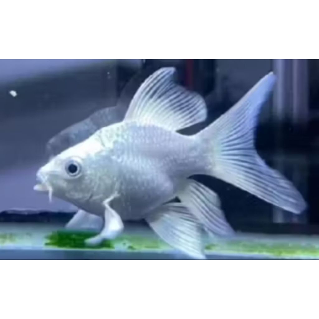 HUDIELONG KOI IMPORT PER EKOR BUTTERFLY