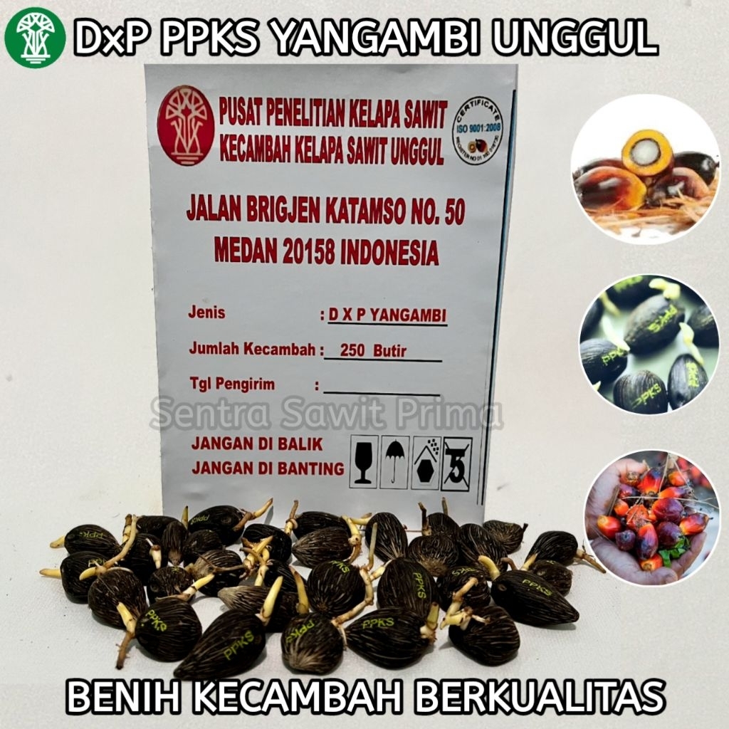 Kecambah Kelapa Sawit DXP Yangambi Asli PPKS Medan – Berkualitas