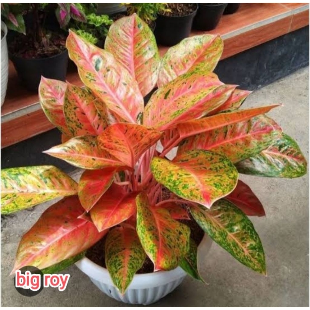 Aglonema big roy jumboan menor