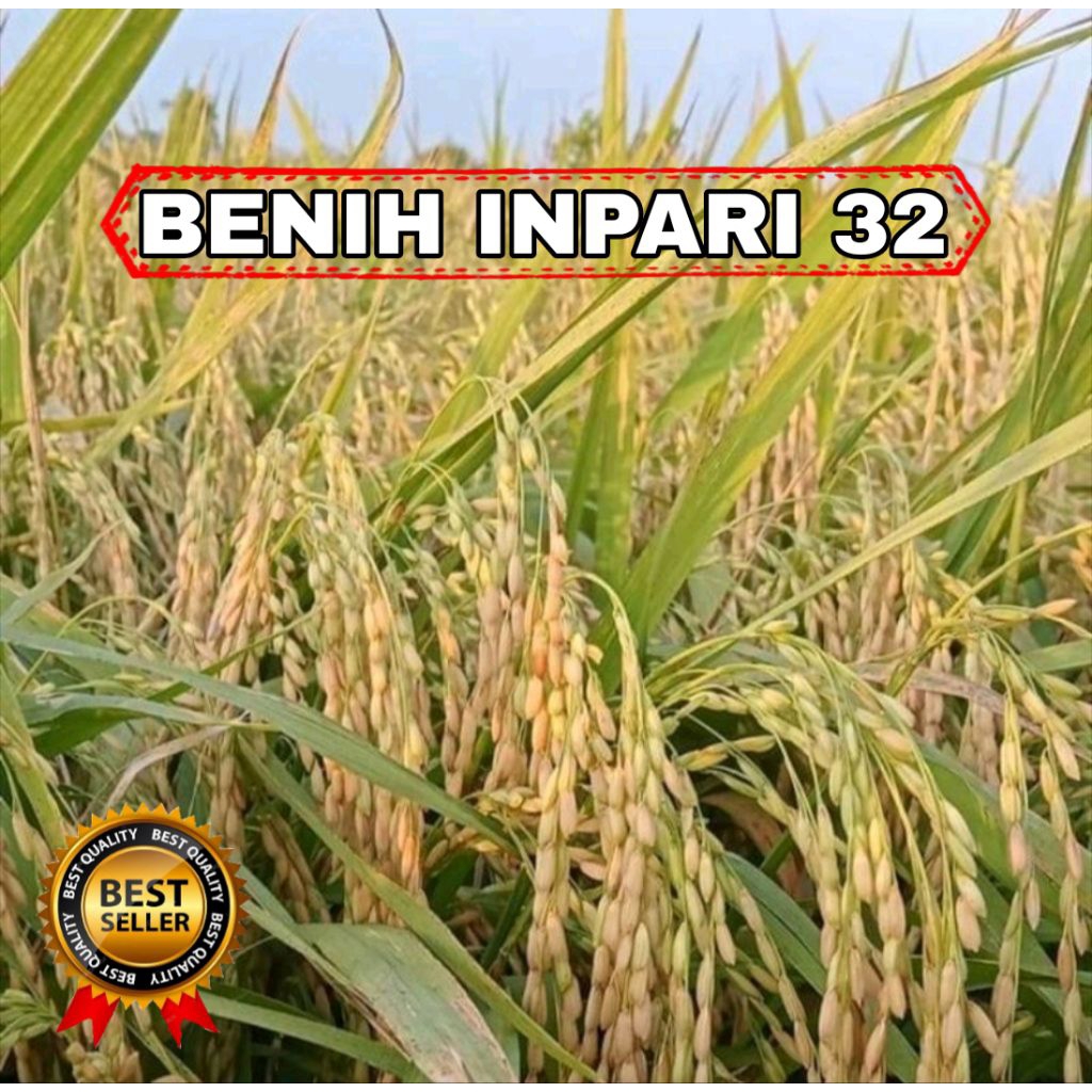 BENIH PADI INPARI 32 SUPER 5KG