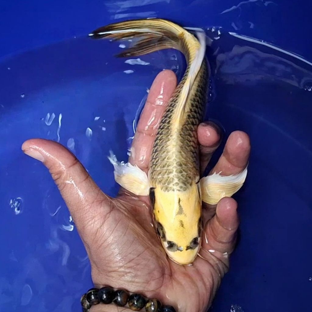 Ikan Koi Blitar Jenis Kumpay, Slayer / Rumah Koi Jakarta / kode 001