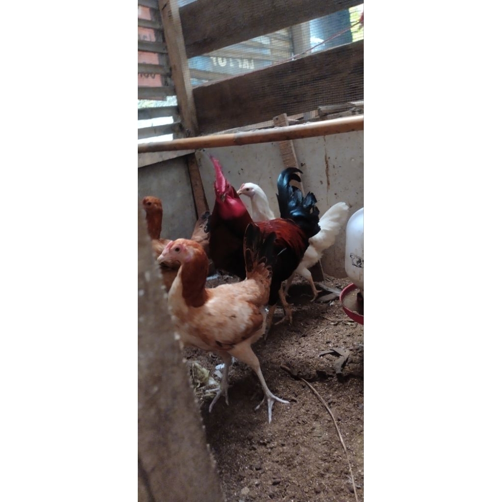 Ayam Elba petelur