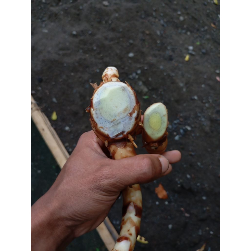 TEMU ireng 1 kg segar