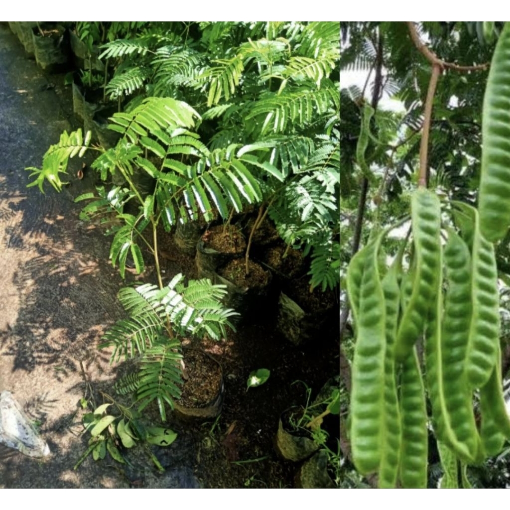 Pohon Petai Jumbo Okulasi Bibit Tanaman Pohon Petai