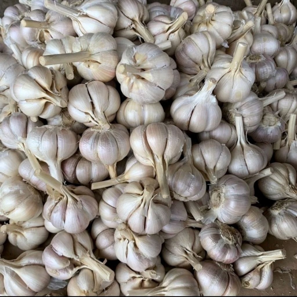 Bawang Putih Kating / Bawang Kating 1Kg Bersih