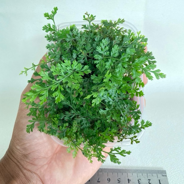 Bolbitis Heteroclita Difformis “Mini” / Bolbitis mini / Tanaman hias / Terarrium / Fern / Paludrium