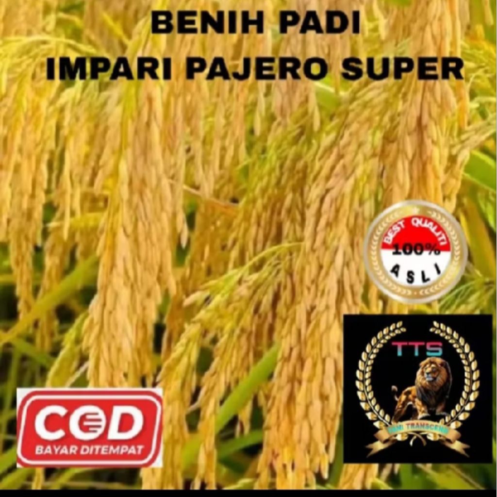 benih padi infari Pajero super