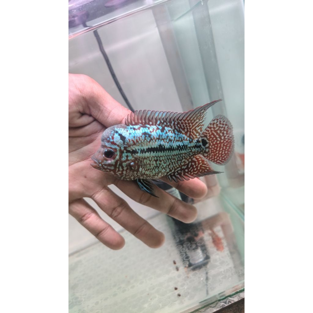 Louhan Kamfa F2 Thailand