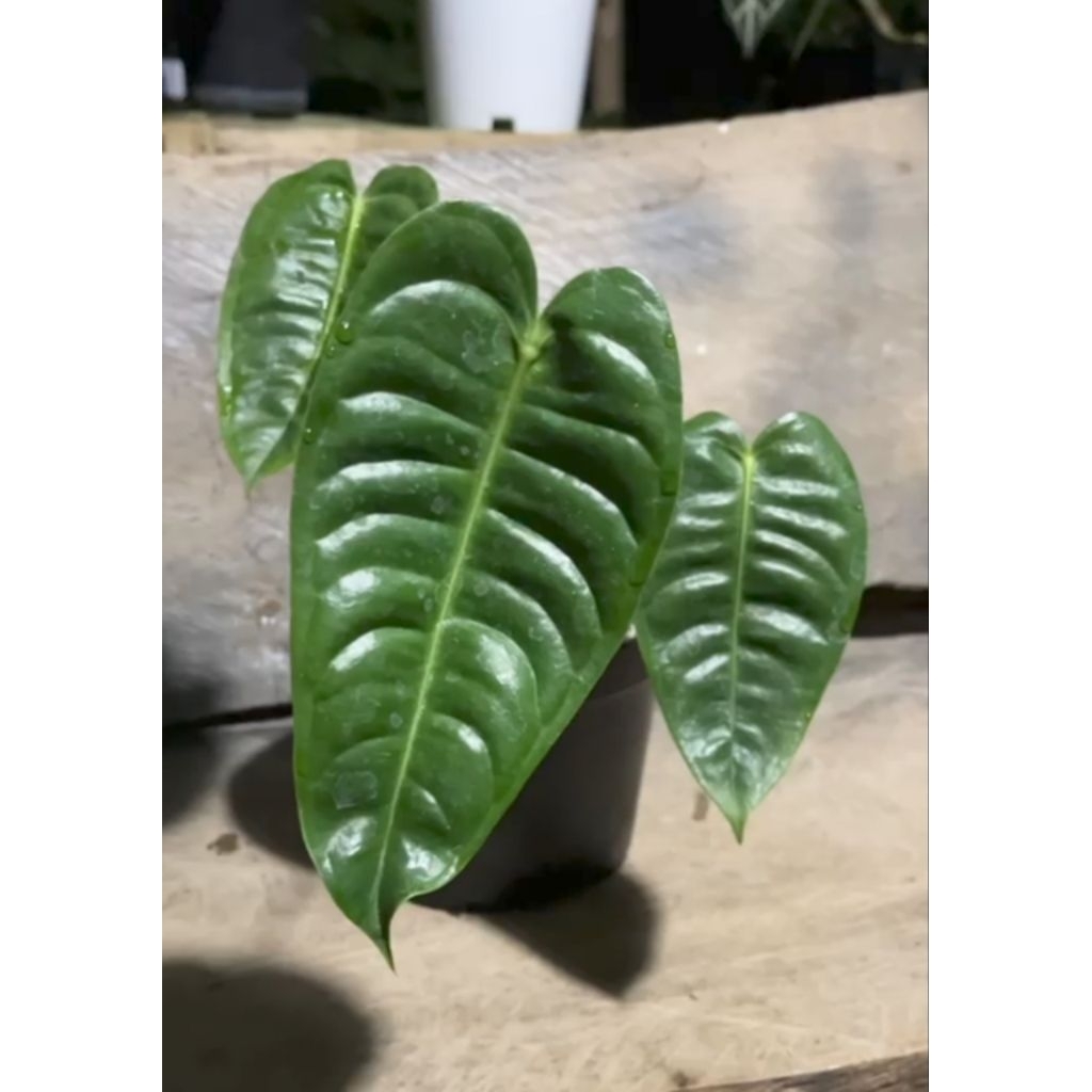 anthurium veitchii king ori