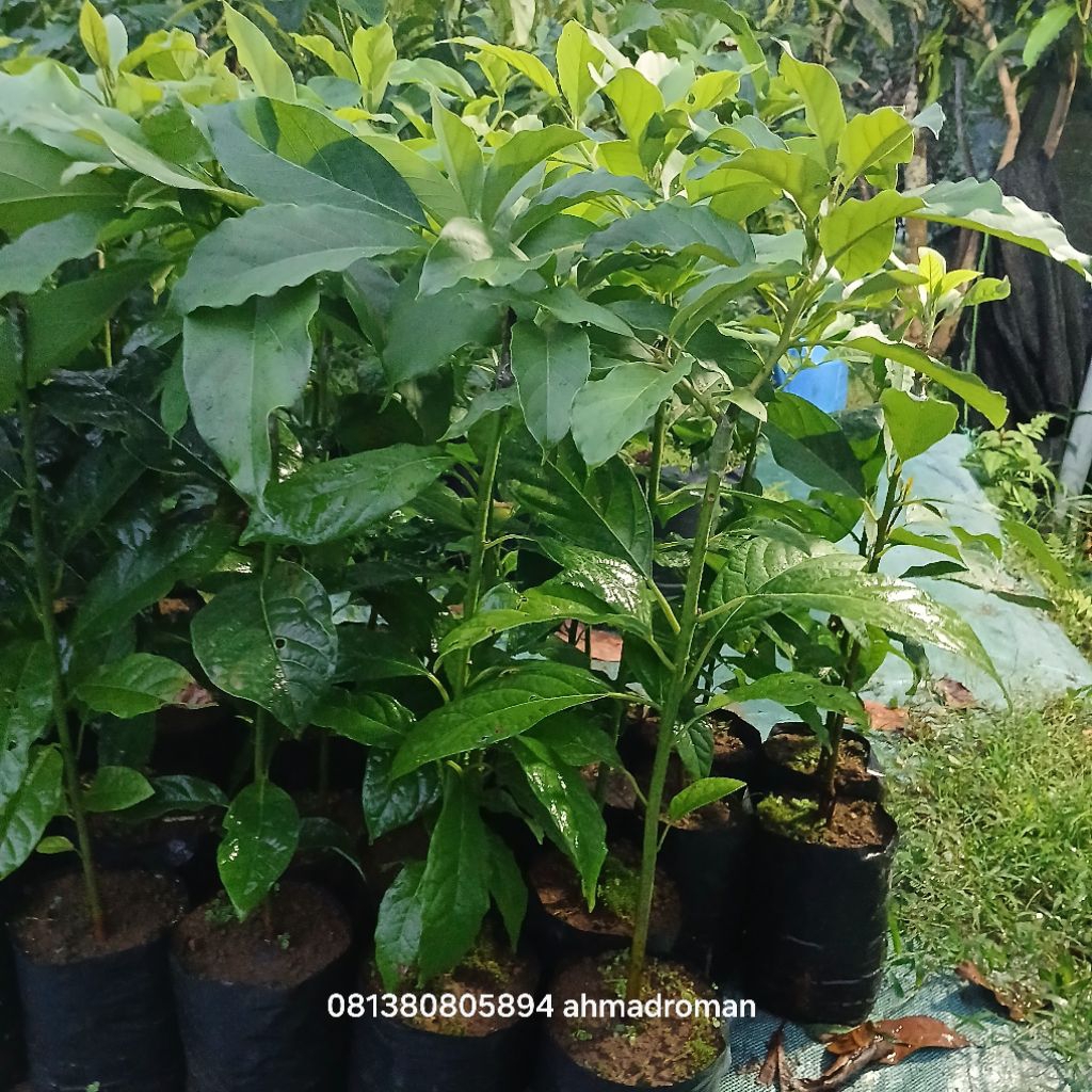 bibit alpukat sab 034