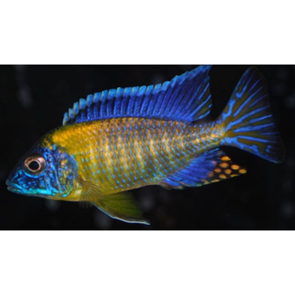 Blue Neon Cichlid | Blue Neon | Cichlid Afrika
