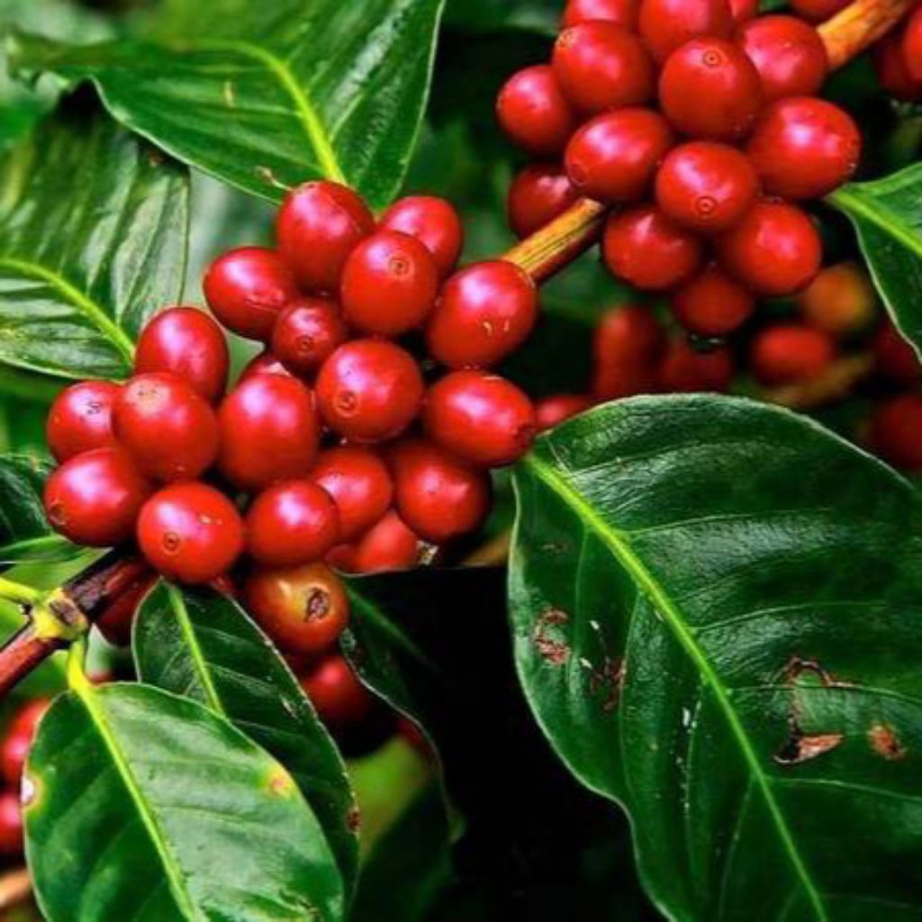 Bibit Kopi Liberika (coffe liberica) Super Unggul