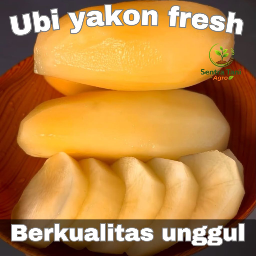 Ubi Yakon Fresh 1kg Manis Renyah Bisa Dimakan Langsung | Ubi Yakon Premium
