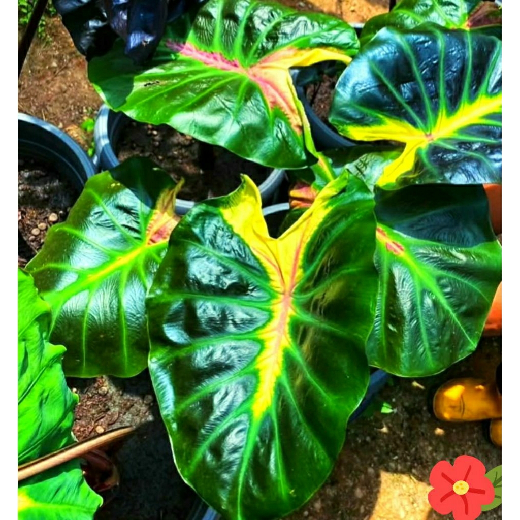 Colocasia White Lava