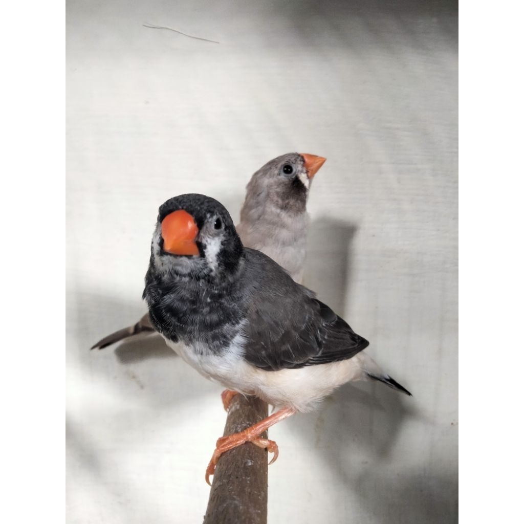 Zebra Finch Black Series sepasang