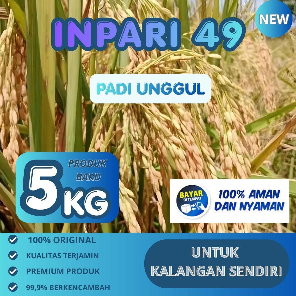 Benih padi inpari 49 jembar 5kg