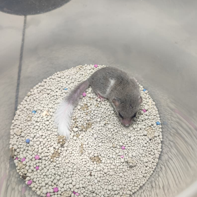 African Pigmy Dormice babyan